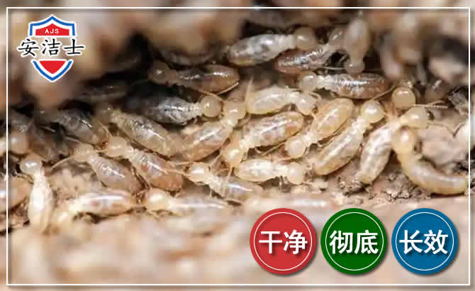 白蚁防治