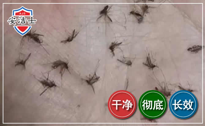 蚊子防治-灭蚊