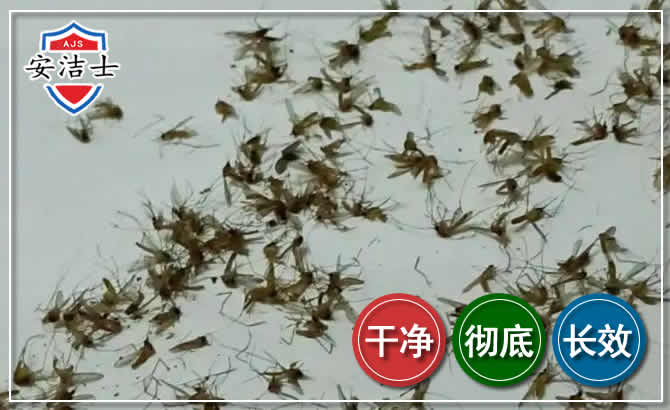 苍蝇防治-灭蝇