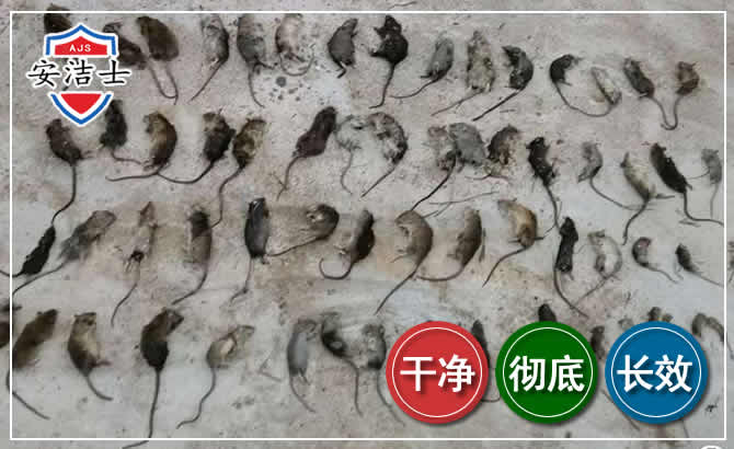 鼠害防治-灭鼠