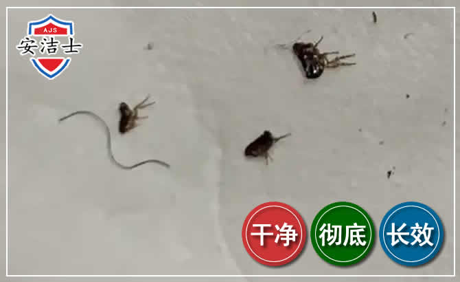 跳蚤防治-灭跳蚤