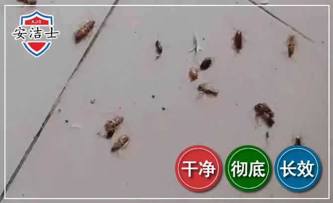 蟑螂防治-灭蟑螂