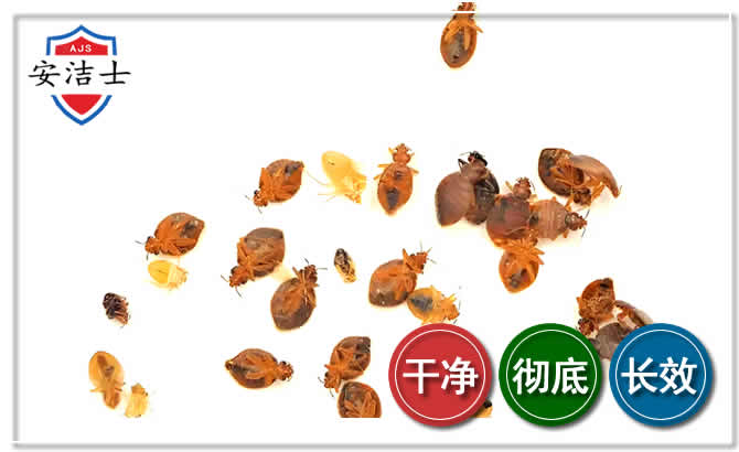 臭虫防治-消灭臭虫