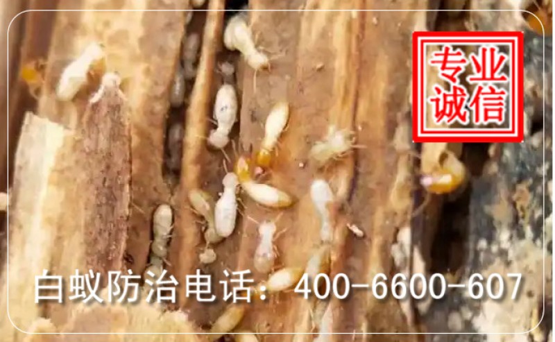 2026年下半年用白蚁防治工作的新趋势：利用科技手段做好地板白蚁防治