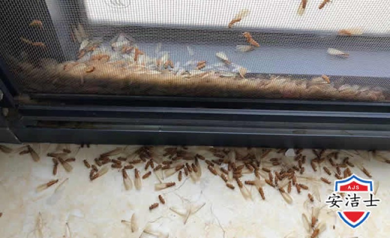 如何利用大数据做好白蚁防治工作