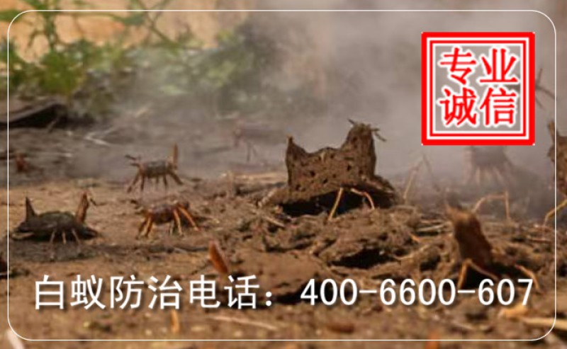 2026年学校鼠害防治智能化趋势分析 | 智能监测与绿色防控技术应用