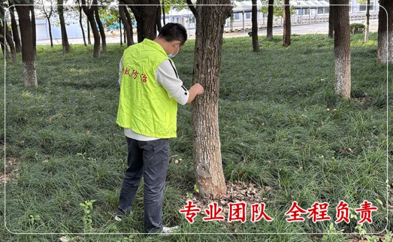 园林树木灭白蚁