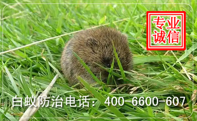 灭老鼠电话电话