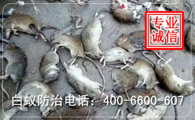 灭老鼠电话电话