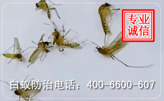 灭蚊子2.jpg 灭蚊子2.jpg