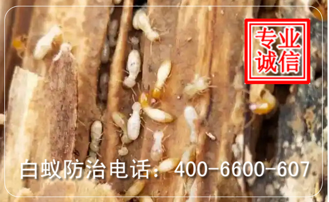 2026年下半年用白蚁防治工作的新趋势:利用科技手段做好地板白蚁防治 2026年下半年用白蚁防治工作的新趋势:利用科技手段做好地板白蚁防治