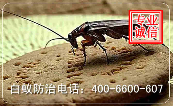 除蟑螂