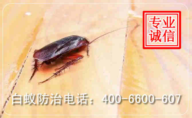灭蟑螂