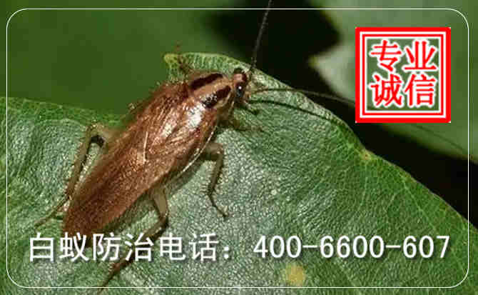 杀蟑螂电话