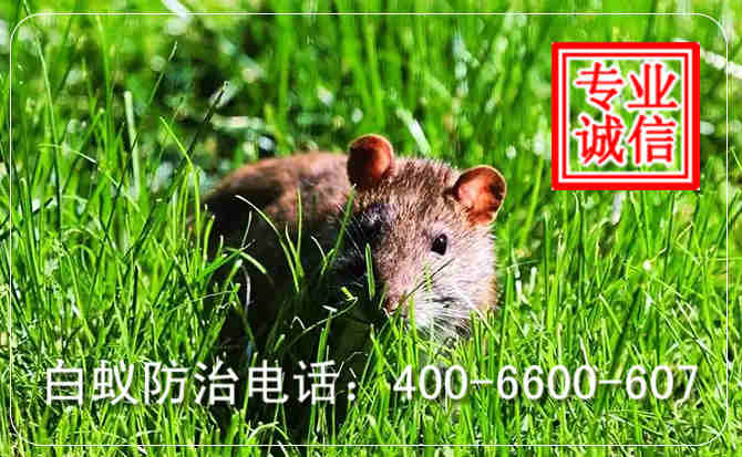 {name}老鼠防治电话 {name}老鼠防治