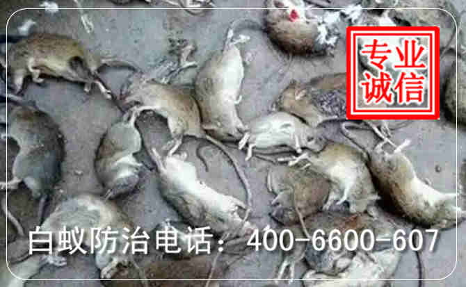 {name}老鼠防治 {name}老鼠防治{name}